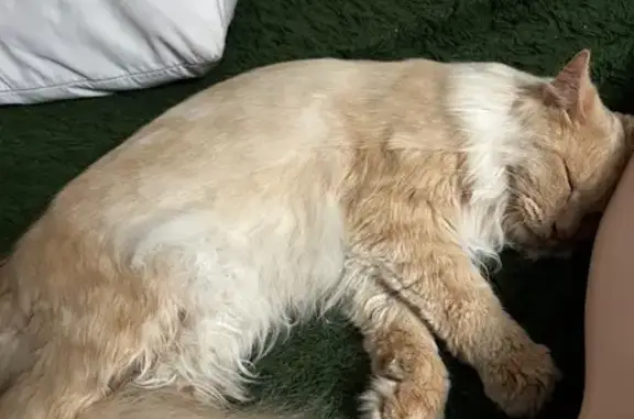 Потерянные животные Ачинск, фото: Пропал кот, 26, Ачинск - золотисто-рыжий с большими зелёными глазами