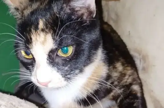 Пропала кошка, Ленинский проспект, 75 к2, Санкт-Петербург - рыже-черно-белая, отзывается на кличку Нюра - photo