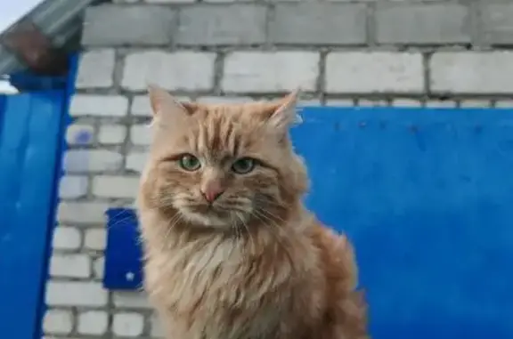 Пропала кошка, улица Калинина, 63, Сибай - рыжий мраморный окрас - photo