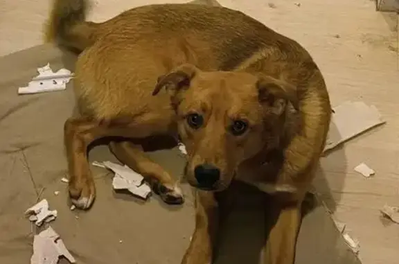 Пропала собака, 137, Михеево - рыжий окрас, без ошейника - photo