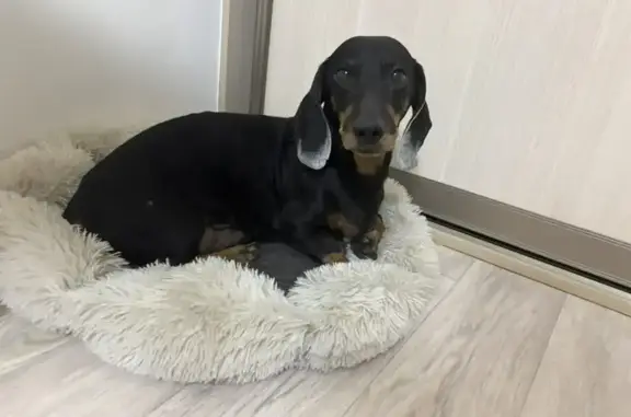 Найдена собака, Томск, фото: Найден собака, улица Сергея Лазо, 32А, Томск - такса черный с коричневым