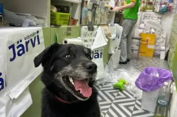 Найдена собака, Казань, фото: Найдена собака, девочка, проспект Победы, Казань