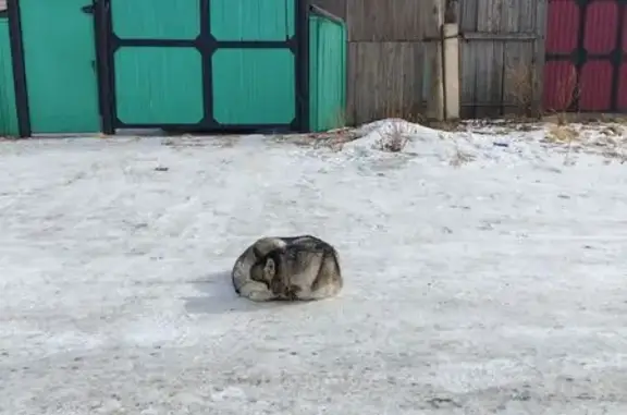 Найдена собака, Красноярск, фото: Найдена собака, 3-я Гипсовая улица, 1А, Красноярск - похожа на хаски, разные глаза