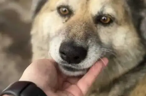 Пропала собака, женская, улица Азина, 23, Пермяки - photo