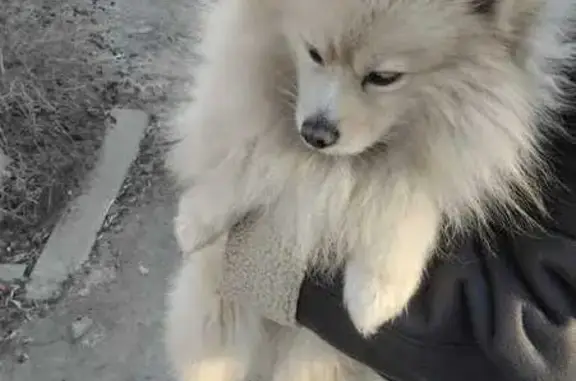 Найдена собака, Ростов-на-Дону, фото: Найдена собака породы шпиц, Художественная улица, 22/17, Ростов-на-Дону