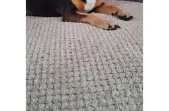 Собаки потеряшки, Берёзовский, фото: Потеряшка собака мужской, улица Мичурина, Берёзовский - помесь с пинчером