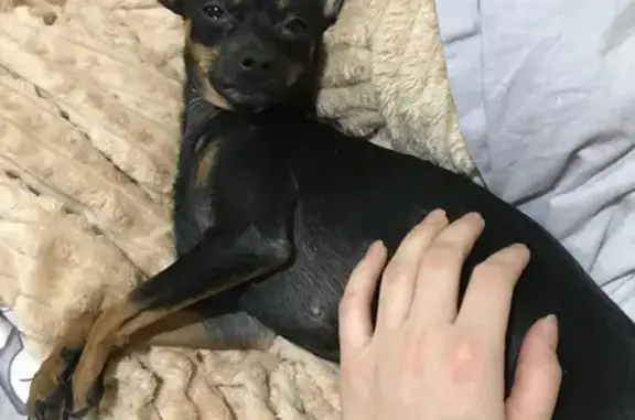 Пропала собака, проспект Дзержинского, 17, Оренбург - хромает на левую заднюю ножку - photo