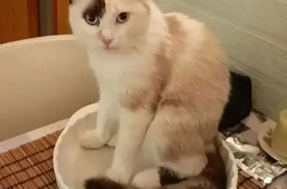 Пропала кошка, улица Тимошенко, 16 к1, Ростов-на-Дону - пятнистый окрас, голубые глаза - photo