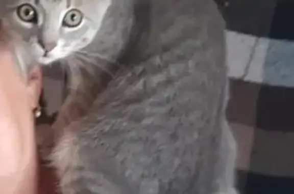 Пропал кот, переулок Героев, Чертовицы - ласковый, серый, 2 года - photo