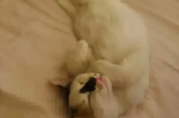 Пропала кошка, улица Белинковича, 27, Пятигорск - молодая с черным пятнышком на носике - photo