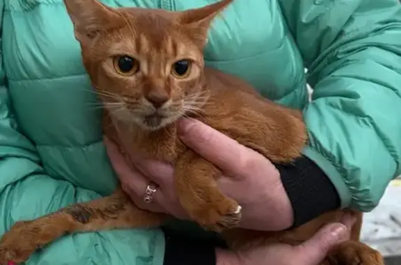 Найдена кошка, Москва, фото: Найдена кошка, Макеевская улица, Москва - рыжая абиссинка