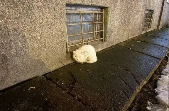 Пропала кошка, улица Шостаковича, 5 к1, Санкт-Петербург - белая, обрезанное правое ушко - photo