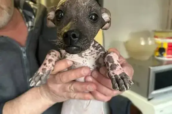 Найдена собака, Майкоп, фото: Найден собака, улица Калинина, 55, Майкоп - пятнистая, серого цвета