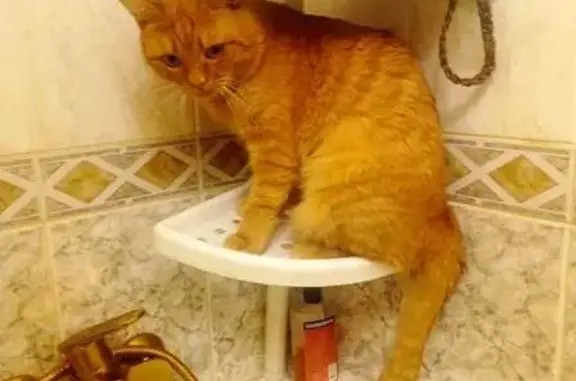 Пропал кот, улица Добровольского, 1, Омск - рыжий гуляка - photo