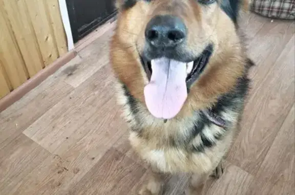 Найдена собака, Конобеево, фото: Найден собака, Конобеево, Московская область - немецкая овчарка, кобель