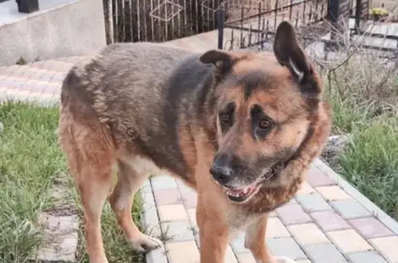 Найдена собака, Геленджик, фото: Найден собака, мужской, Любимая улица, 9, Геленджик