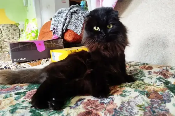 Пропала кошка, Широкий переулок, Миасс - черная, пушистая, большие глаза - photo