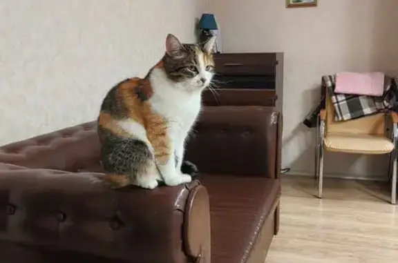 Пропала кошка, Зелёная улица, 8, Вологда - не вернулась домой - photo