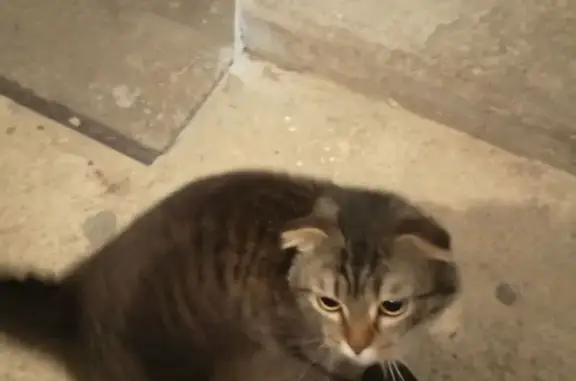 Найдена кошка, Оренбург, фото: Найден кот, проспект Победы, 113, Оренбург - вислоухий с коротким пушистым хвостиком