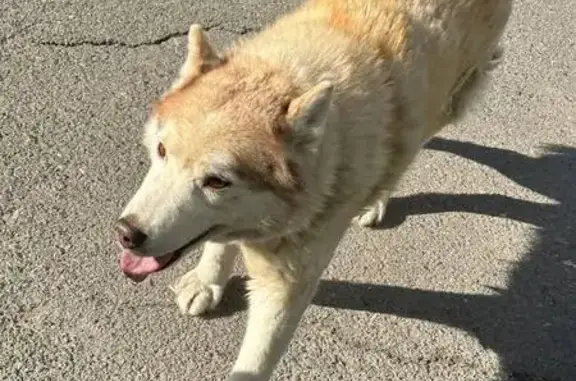Найдена собака, Ростов-на-Дону, фото: Найден собака, мужской, проспект Королёва, 4 к1, Ростов-на-Дону - травмирована лапка