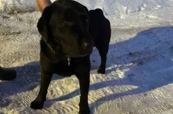 Найдена собака, Уфа, фото: Найден собака, улица Гилёва, 11, Уфа - чёрный лабрадор с ошейником