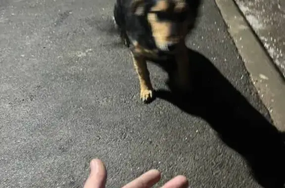 Найдена собака, Саратов, фото: Найден собака, Барнаульский тупик, 8, Саратов - маленький, добродушный песик