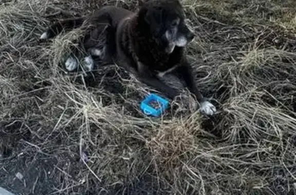 Найдена собака, Санкт-Петербург, фото: Найдена собака, проспект Большевиков, Санкт-Петербург - крупная, похожа на помесь ретривера и сенбернара