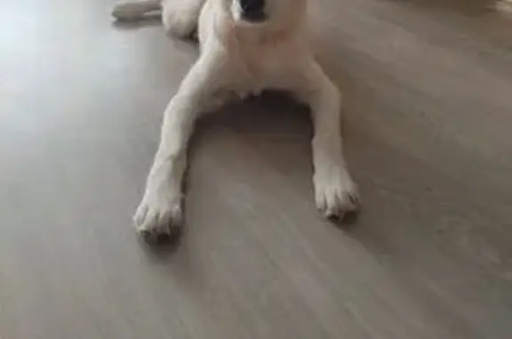 Найдена собака, Коломна, фото: Найден собака, улица Гагарина, 9, Коломна - метис лабрадора белый