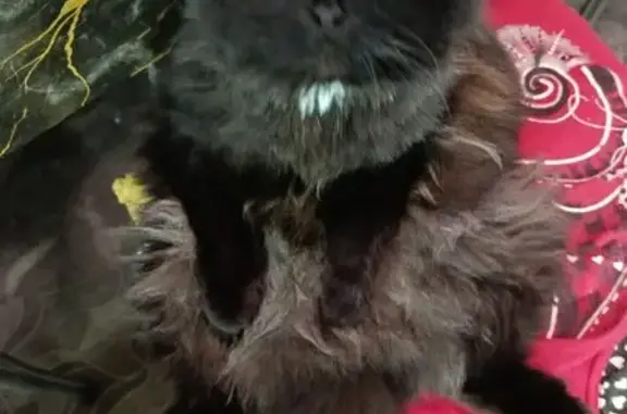 Пропала кошка, Шакша, Башкортостан - белая грудка и жёлтые глаза - photo