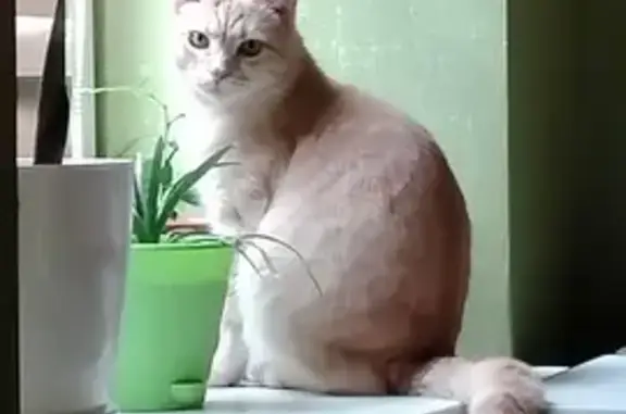 Пропал кот, Кубанская улица, 36, Краснодар - персиковый окрас, умеет открывать двери - photo