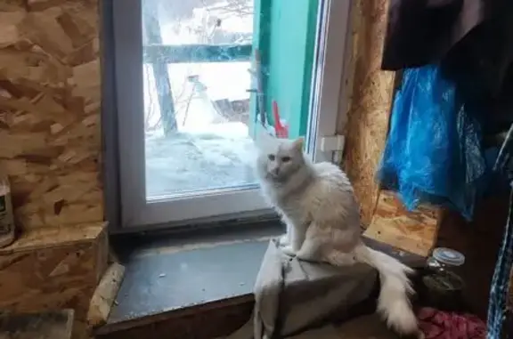 Пропал кот, Береговая улица, Ульяновск - photo