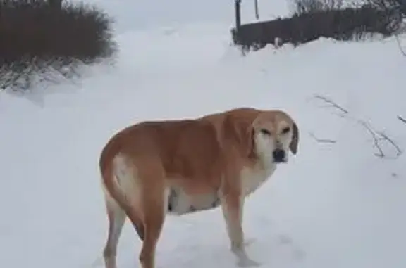 Найдена собака, Орёл, фото: Найдена собака, улица Максима Горького, 50, Орёл - русская борзая, рыжий окрас