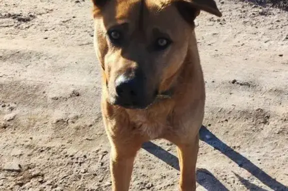 Найдена собака, Астрахань, фото: Найден собака, улица Геологов 3-я, Астрахань - короткошёрстный, рыже-шоколадного цвета