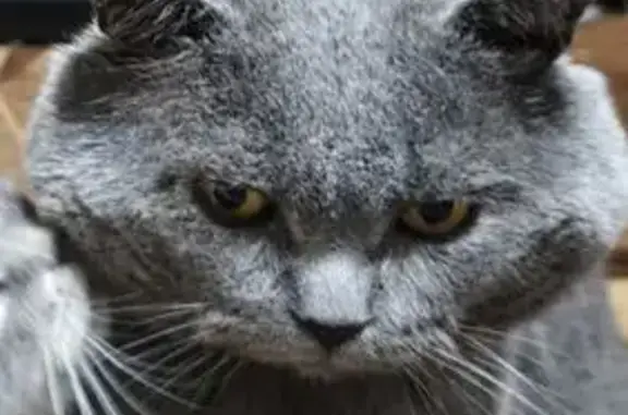 Пропала кошка, Школьная улица, 48, Анахина - серый породистый с бирюзовым ошейником - photo