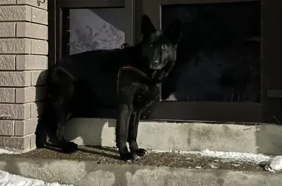 Пропала собака, Кленовая улица, Бор - чёрная немецкая овчарка - photo