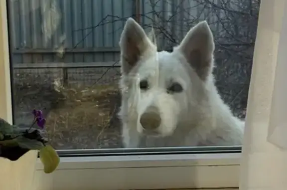 Пропала собака, женский пол, Тихвинская улица, 67, Астрахань - photo