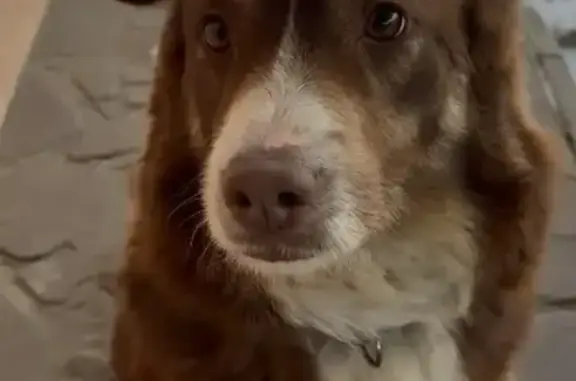 Пропал собака, Карповская улица, 47А, Волгоград - коричневый с белым - photo