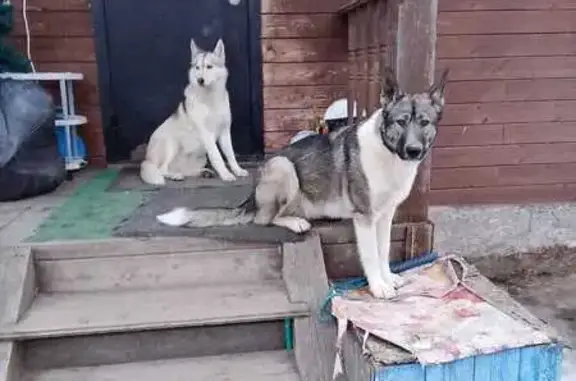 Пропала собака, женский пол, Центральная улица, 5, Чечулино, Подберезье - мама и дочка (лайка и метис) - photo