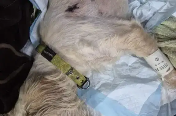 Найдена собака, Пермь, фото: Найдена собака, шоссе Космонавтов, 174, Пермь - серебристый окрас, салатовый ошейник