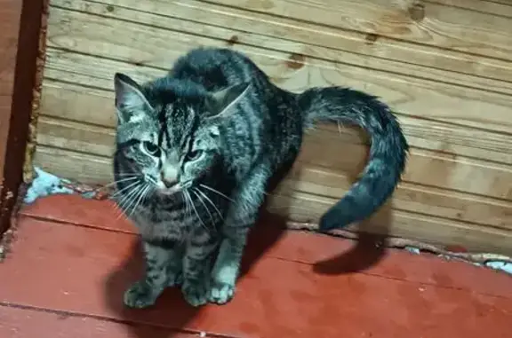Найдена кошка, Новокузнецк, фото: Найдена кошка, Грозненская улица, 27, Новокузнецк - ласковая и гладкошёрстная