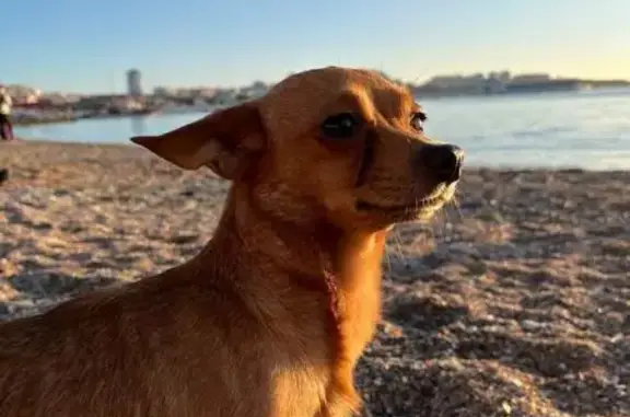 Пропал собака, Солнечная улица, Краснодар - отзывается на Кекс - photo