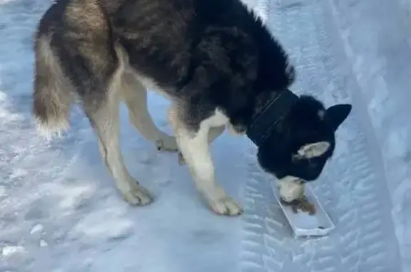 Найдена собака, Сергиево-Посадский городской округ, фото: Найден собака, мужской, «Холмогоры», Сергиево-Посадский городской округ