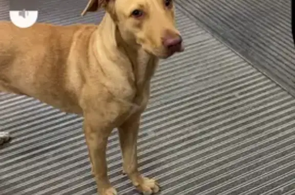 Найдена собака, Майкоп, фото: Найдена собака, Привокзальная улица, Майкоп - напугана и кого-то ищет