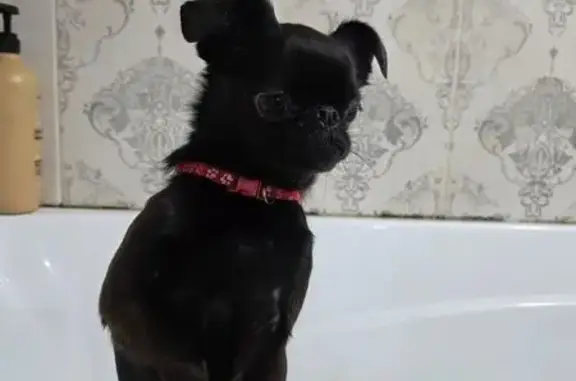 Найдена собака, Липецк, фото: Найден собака, мужской, площадь Победы, городской округ Липецк