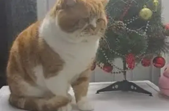 шотландский кот . Окрас красный мрамор биколор(рыжый с белым) на спине белое пятно в виде сердечка