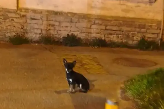 Найдена собака, Краснодар, фото: Найден собака, мужской, улица Костылёва, 45, Краснодар - чёрно-белый чихуахуа