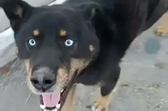 Найдена собака, Абакан, фото: Найдена собака, Набережная улица, 8, Абакан - окрас чёрный, небесно-голубые глаза