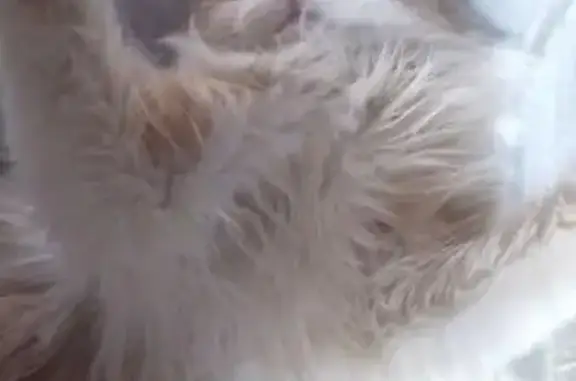 Двух цветов бело-рыжий