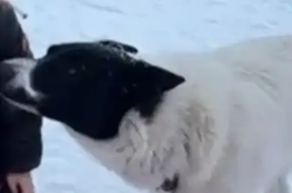 Пропал собака, 41К-021, Пашское сельское поселение - белый с чёрными пятнами - photo