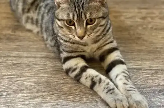 Пропал кот, Заречный, Свердловская область - серый с чёрными пятнышками - photo